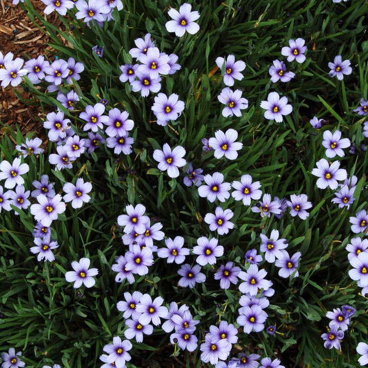 Sisyrinchium Lucerne flowers make an ideal low maintenance groudcover and are a great alternative to Liriope