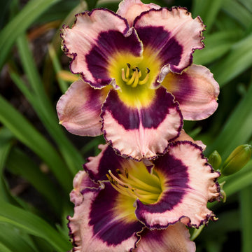 sound of my heart hemerocallis has pink and burgundy flowers