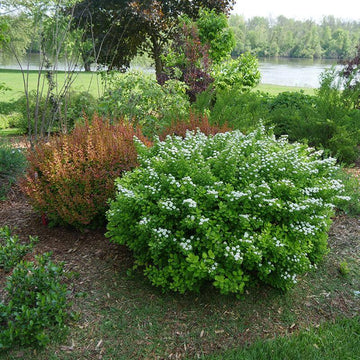 Glow Girl Birchleaf Spirea has a dense, petite habit 