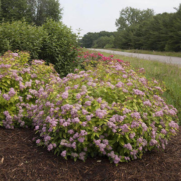 Double Play Big Bang Spirea has extra large pink flowers