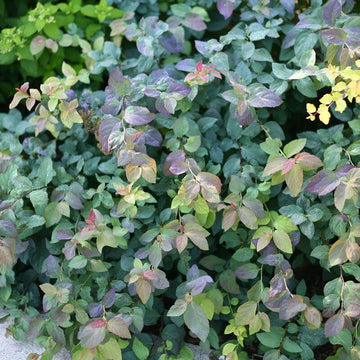 Double Play Blue Kazoo Spirea has very colorful new growth with a kaleidoscope of colors