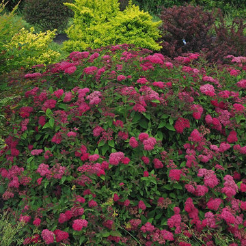 Double Play Doozie Reblooming Spirea is the first reblooming spirea