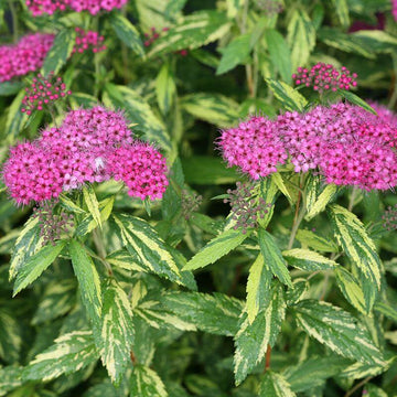 Double play Painted Lady Spirea has vibrant variegated foliage