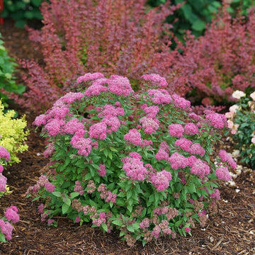 Double Play Pink Spirea has fabulously deep pink blooms