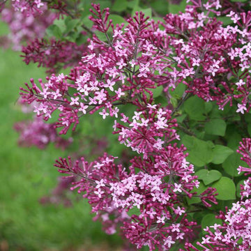 Bloomerang Dark Purple Reblooming Lilac  have a deeper purple color