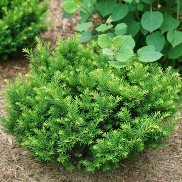 Stonehenge Dark Druid® Yew is a useful landscape shrub that boasts shade tolerance and year-round beauty. It features soft fern-like foliage and is perfect in the landscape or in a container. 