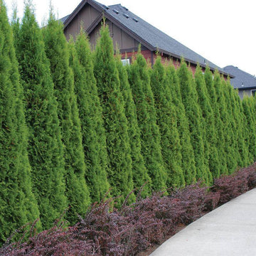 Emerald Green Arborvitae is a fast growing thuja makes a great privacy wall. 