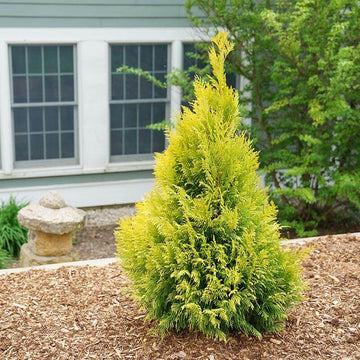 Fluffy Arborvitae maintains a beautiful pyramidal shape