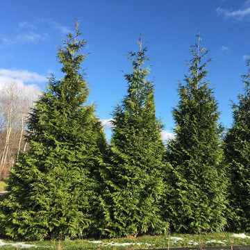 Spring Grove Western Arborvitae is a fast growing evergreen