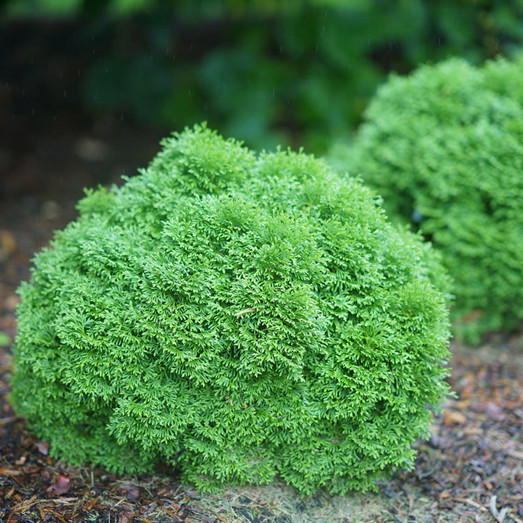 Tater Tot Arborvitae has fragrant evergreen foliage