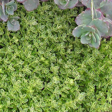 Archers Gold Thyme is a  striking variegated ground cover thyme herb that can be used dried or fresh. 