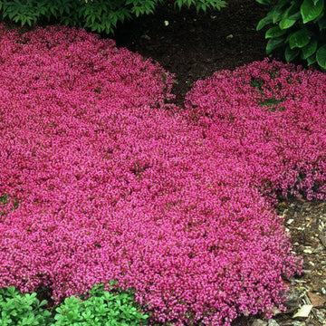 Red Creeping Thyme is a fragrant and fast growing ground cover for sun