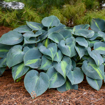 'Touch of class' hosta is a sport of the ever popular 'June' hosta that features rich blue foliage and stunning green margins.