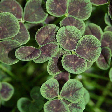 Black Four-Leaved Clover has gorgeous bi colored foliage for interesting ground cover