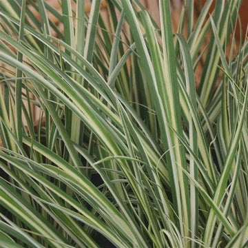 Variegated sweet flag has long green leaf blades with white stripes