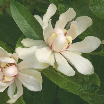 Venus Sweetshrub has big,  magnolia-like flowers!