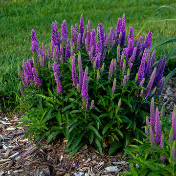 Magic Show® 'Purple Illusion' Spike Speedwell has outstanding bright purple blooms in summer. 
