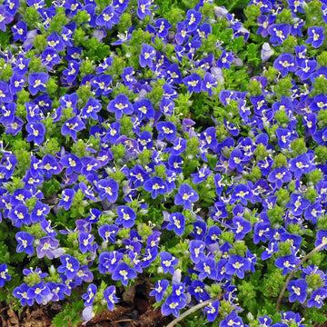 Tidal Pool Creeping Speedwell is a fast growing evergreen ground cover 