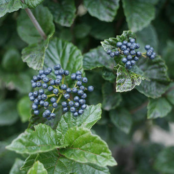 All That Glitters Arrowwood Viburnum has showy flower clusters turn to blue fruit