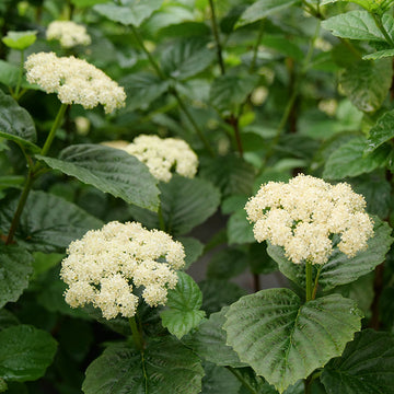 All That Glows® Arrowwood Viburnum has white flowers and showy blue berry clusters in autumn.