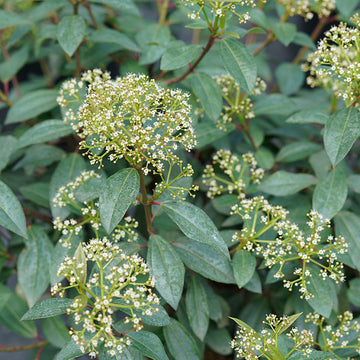 Yang David Viburnum have glossy evergreen foliage with foamy white flower clusters