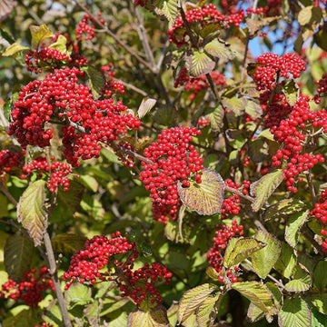 Cardinal Candy Linden Viburnum has glistening bright red fruit in fall and winter