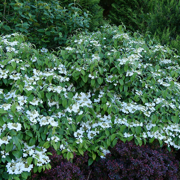 Wabi Sabi Doublefile Viburnum has stunning white flowers