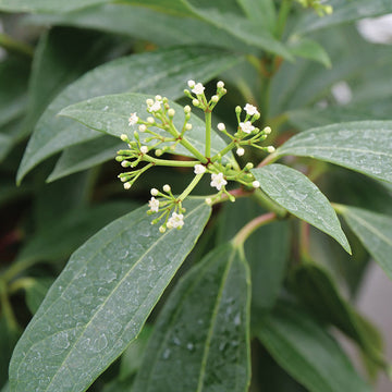 Yin David Viburnum handsome glossy foliage pairs well with clusters of white spring flowers.