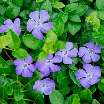 Vinca vine is a flowering ground cover for sun or shade.
