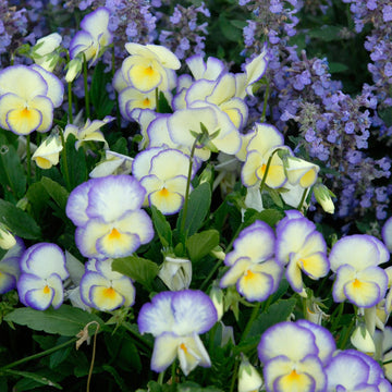 Etain Perennial Violet is a beautiful Viola with a sweet scent of vanilla. 