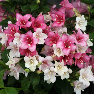 Czechmark Trilogy Weigela has vibrant tricolor blooms of pink, red, and white
