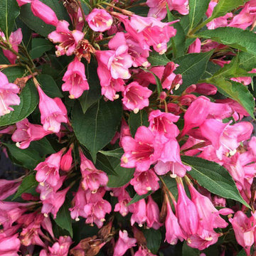 Czechmark Twopink Weigela has pink flowers that take on multiple tones as they age