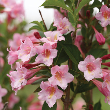 Sonic Bloom Pure Pink Weigela abundant pink blooms that burst open from darker pink buds