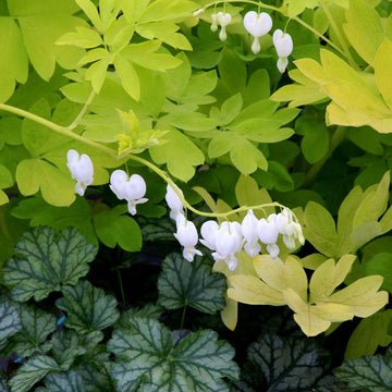 'White Gold' Bleeding Heart has white and gold foliage from spring to summer. 