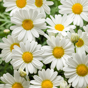 Pure White Butterfly® Argyranthemum has bright white flowers all summer.