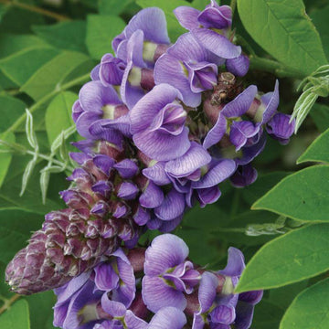 Amethyst Falls wisteria is a reliable, non-invasive wisteria perfect for home landscaping.